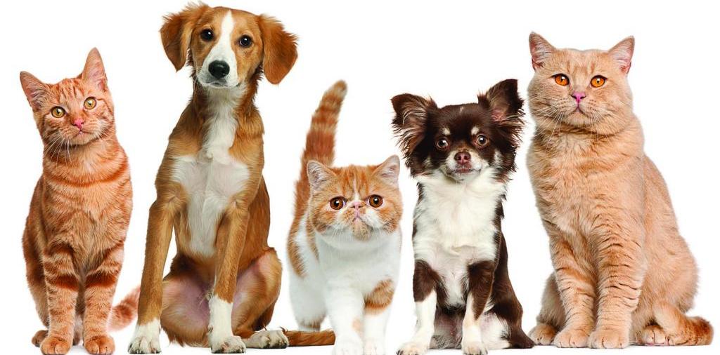 Доска объявлений о животных | ЗооТом - продажа, вязка и услуги для животных в Монино