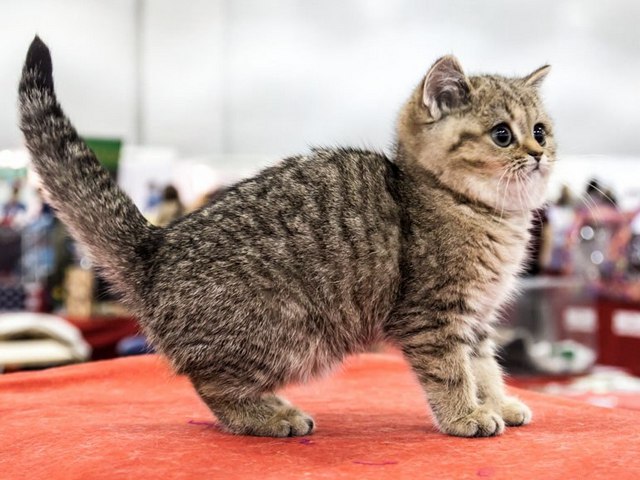 Породы кошек в Монино | ЗооТом портал о животных