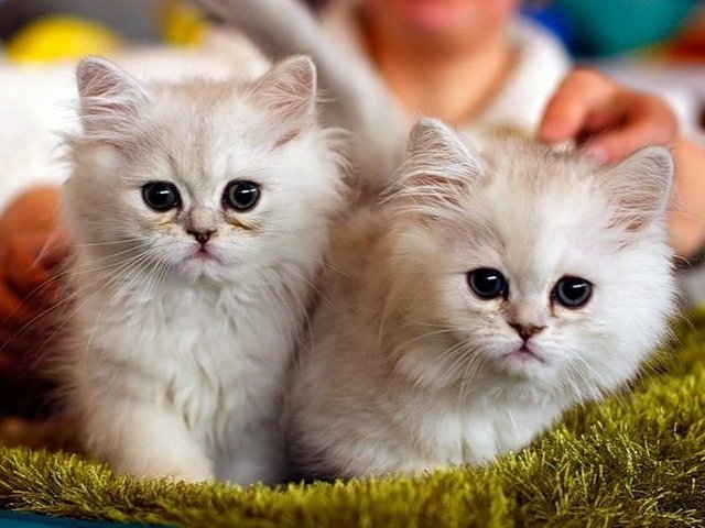 Породы кошек в Монино | ЗооТом портал о животных