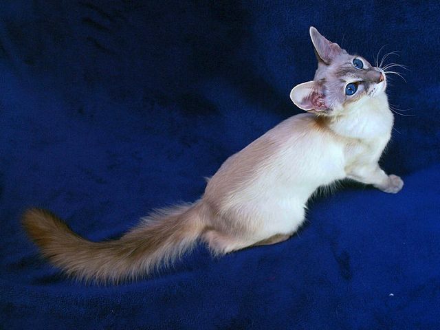 Выведенные породы кошек в Монино | ЗооТом портал о животных
