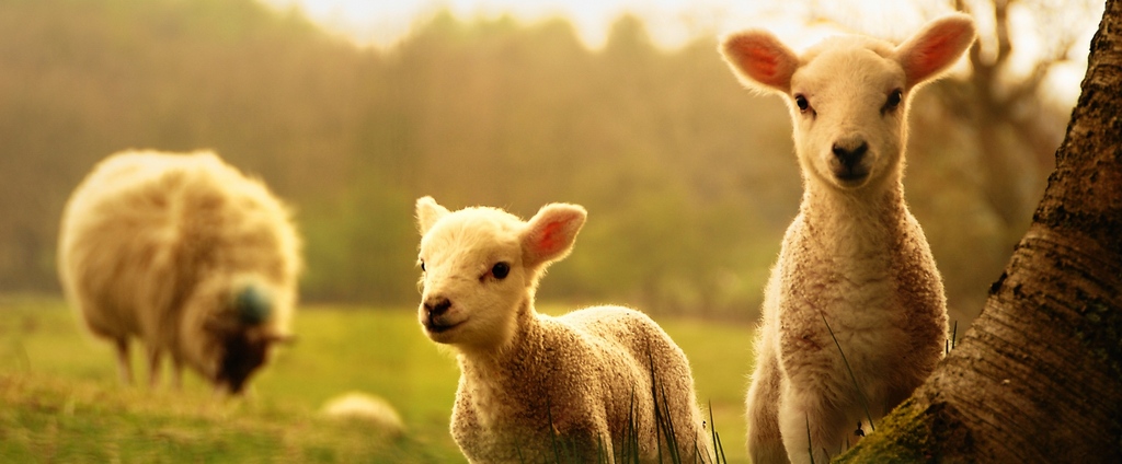 Объявления о сельскохозяйственных животных | ЗооТом - продажа, вязка и услуги для животных в Монино