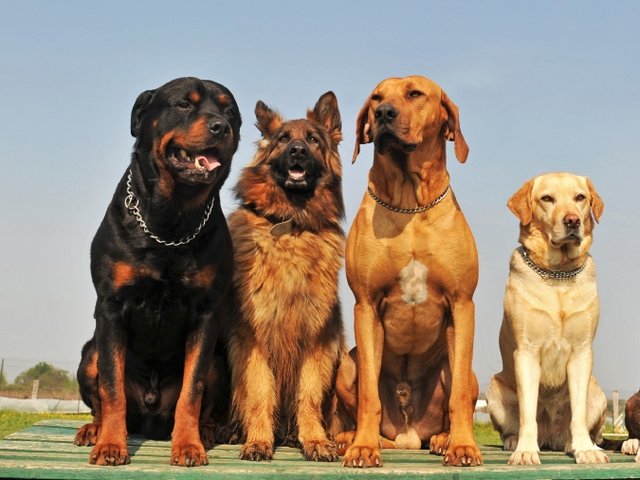 Крупные породы собак в Монино | ЗооТом портал о животных