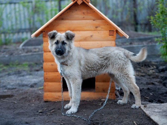 Все о собаках в Монино Все о собаках в Монино
